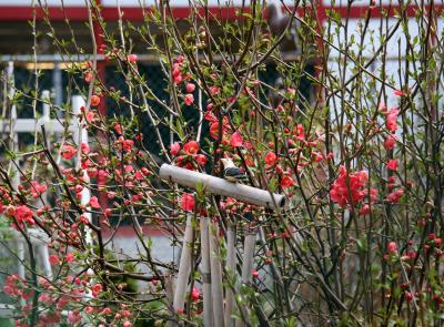 Quince Bush