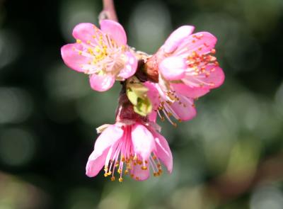 Peach Tree Blossoms