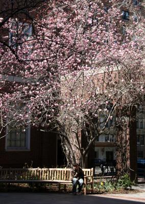Tulip Tree Blossoms - NYU Law School