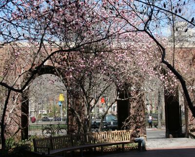 Tulip Tree Blossoms - NYU Law School