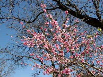 Plum Tree Blossoms