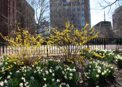 Daffodils, Forsythia &  Washington Square South View