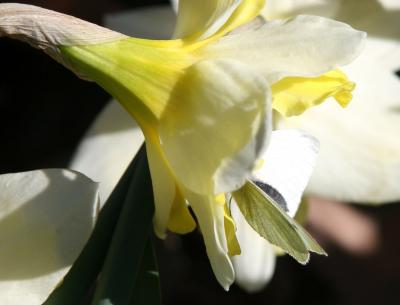 Cabbage Butterfly in a Daffodil Blossom