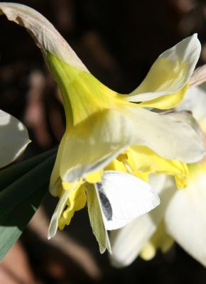 Cabbage Butterfly in a Daffodil Blossom