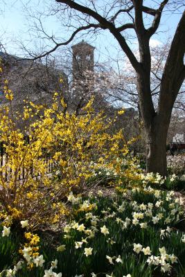 Daffodils, Forsythia & Judson Church