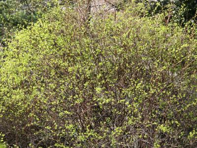 Bridal Veil Foliage Buds