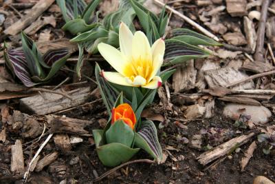 Tulips