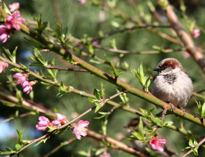 Sparrow in a Peach Tree