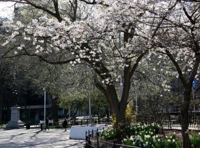 Park View - Cherry Tree Blossoms