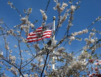 Flag & Cherry Tree Blossoms