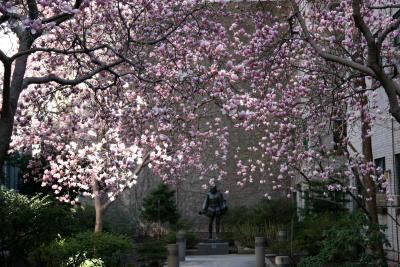 Tulip Tree Magnolias in Cervantes Courtyard