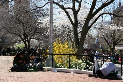 Students & Forsythia