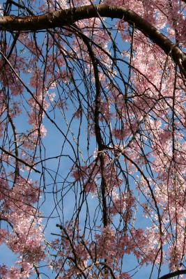 Cherry Tree Blossoms