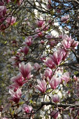 Tulip Tree Magnolias