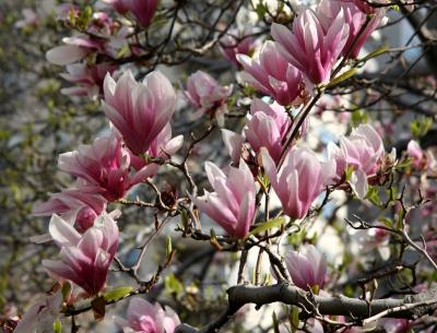 Tulip Tree Magnolias