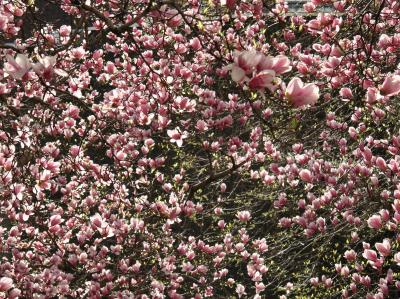 Tulip Tree Magnolias - Cervantes Courtyard