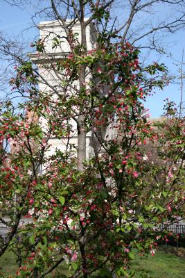 Crab Apple Tree Blossoms with Arch View