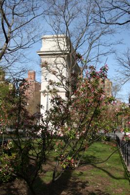 Crab Apple Tree Blossoms with Arch View