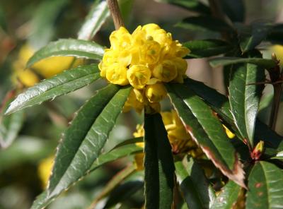 Mahonia aquifolium or Oregon Grapeholly