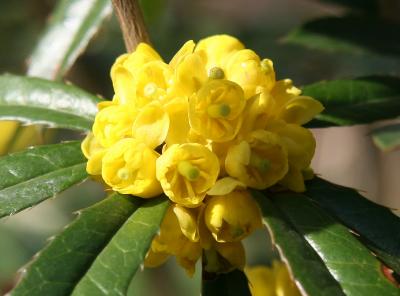 Mahonia aquifolium or Oregon Grapeholly