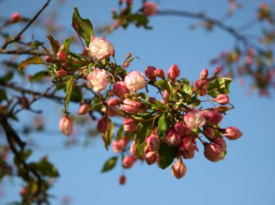 Pink Apple Blossom Buds