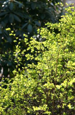 Bridal Veil New Foliage