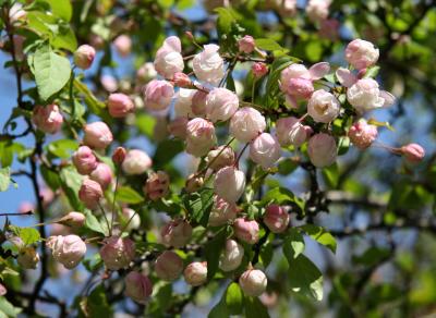 Pink Apple Blossom Buds