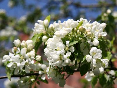 White Apple Blossoms