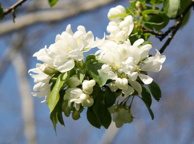 White Apple Blossoms