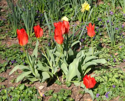 Tulips, Daffodils & Violets