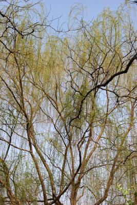 Willow Tree