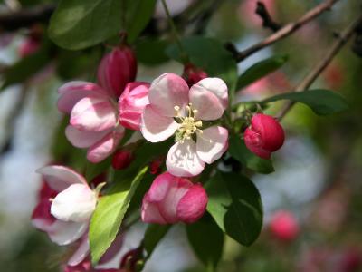 Crab Apple Tree Blossoms