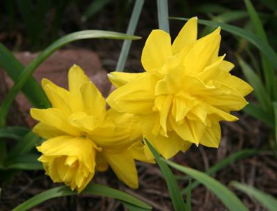 Daffodils