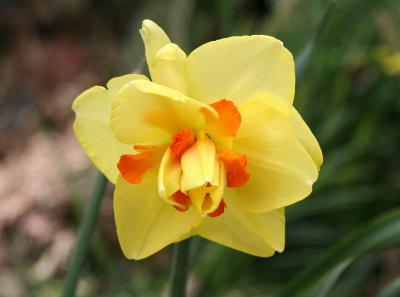 Daffodil