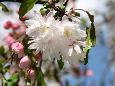 Pink Apple Tree Blossoms