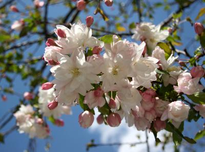 Pink Apple Tree Blossoms