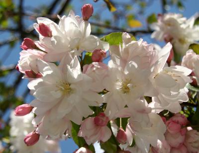Pink Apple Tree Blossoms