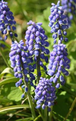 Grape Hyacinths