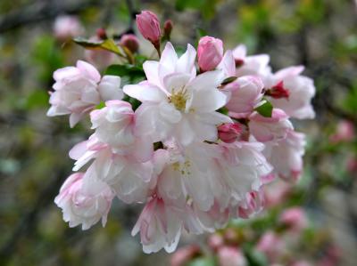 Pink Apple Tree Blossoms
