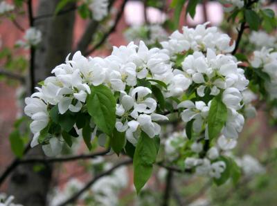 White Apple Tree Blossoms