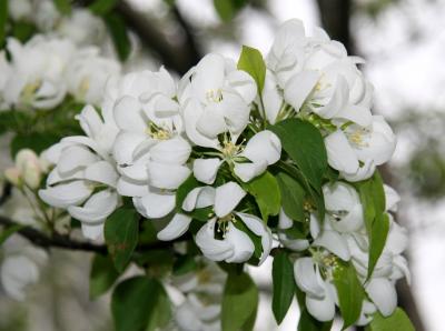 White Apple Tree Blossoms