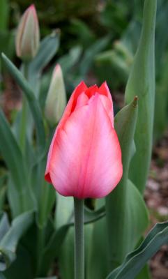 Tulip