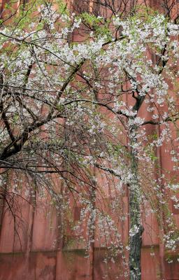 NYU Library & a Cherry Tree