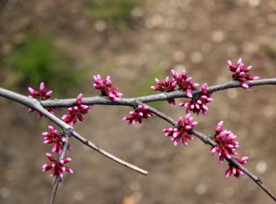 Red Bud Tree Blossoms