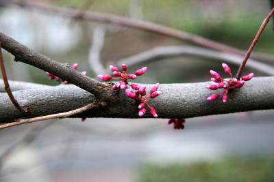 Red Bud Tree Blossoms