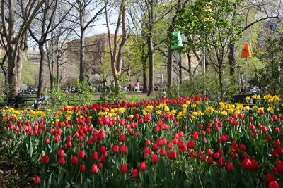 Park View - Tulips & New York University
