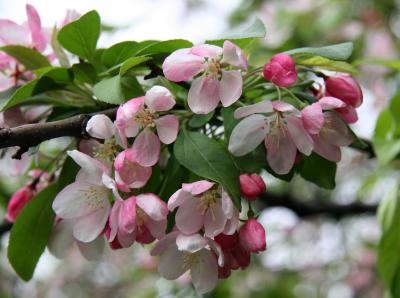 Crab Apple Blossoms