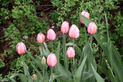 Pink Tulips