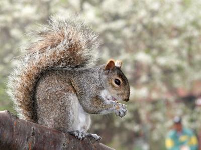 Snacking Squirrel