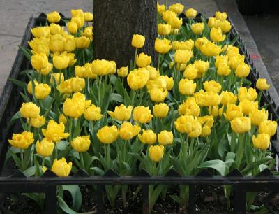 Sidewalk Tulip Garden